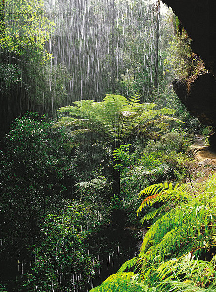Niederschlag im Wald in Australien