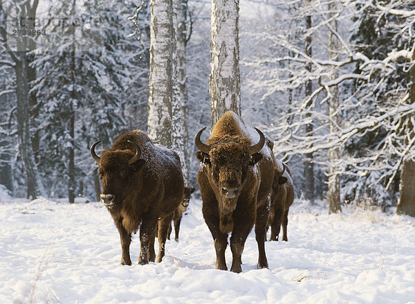 Bisons stehend auf gepackte Schnee im Winter. Polen.