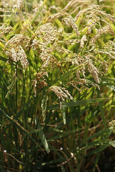 Reisanbau in Frankreich