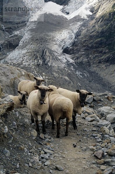 Schafe auf einem Bergpfad