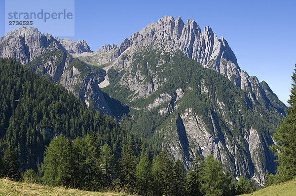 Bäume im Wald  Drauzug  Spitzkofel  Dolomiten  Italien