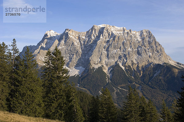 Bäume im Wald  Mt Zugspitze  Deutschland