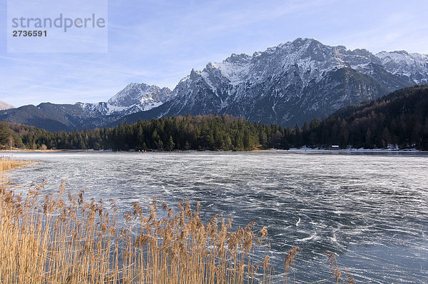 Gefrorener See an Wald  Lautersee  Bayern  Deutschland