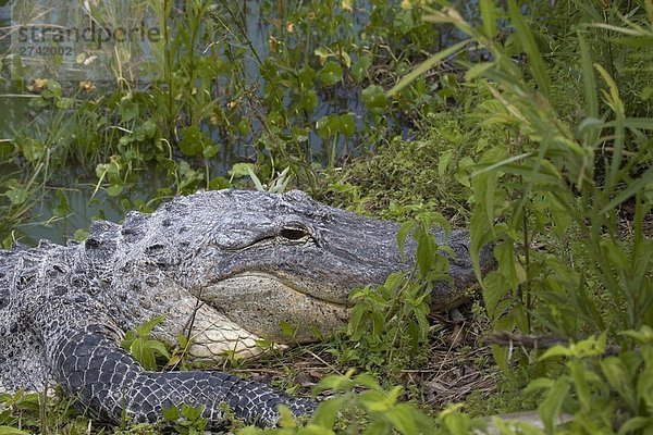 Nahaufnahme der amerikanische Alligator (Alligator Mississippiensis) im Wald  Everglades National Park  Florida  USA