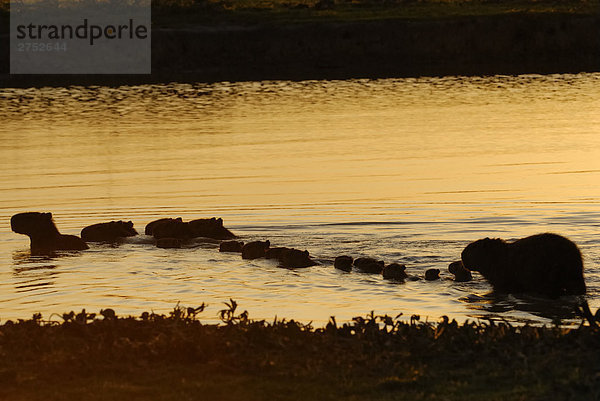 Silhouette von Meerschweinchen mit seinen Nachwuchs im Fluss  Venezuela