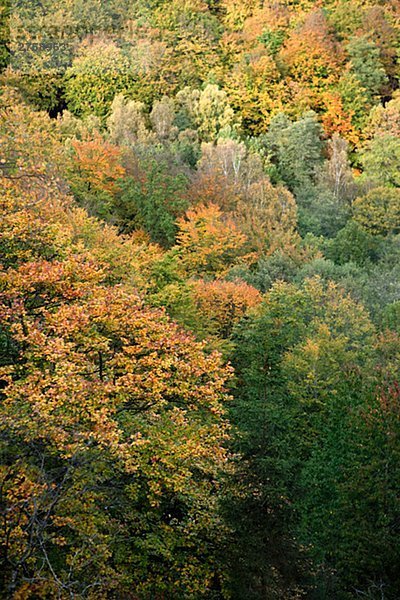 Bäume im Herbst Schweden.