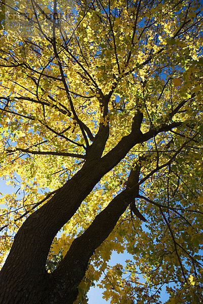 Ein Baum im Herbst Schweden.