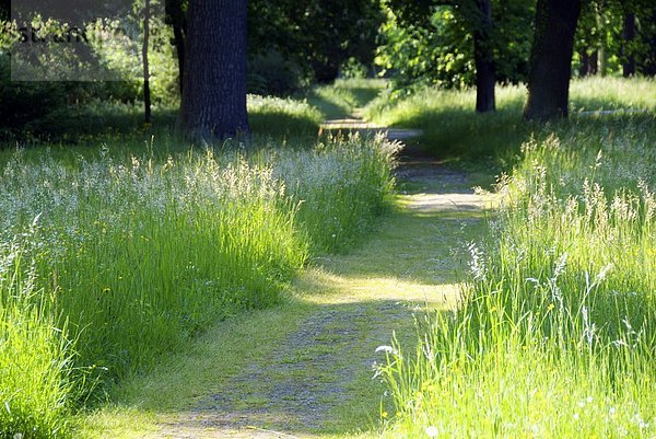 Gehweg durch Park  Deutschland