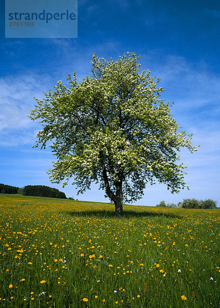 Blühender Baum