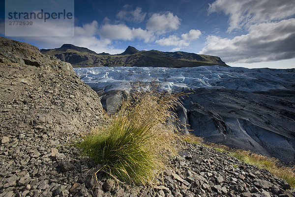 10850381  Island  Svinafellsjokull  Natur  Landschaften  Landschaft  Reise  Eis  Eis  Gletscher  Gras  Wasser  Bildung  flora