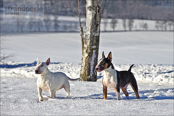 Zwei Bull Terrier Hunde im Schnee