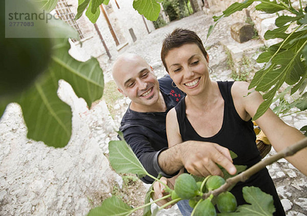 Mann und Frau beim Feigenpflücken