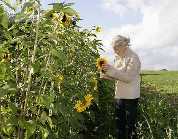 Landarbeiter inspiziert Sonnenblume