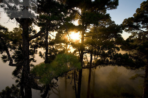 Untersicht des Sunbeam durch Bäume  La Palma  Kanarische Inseln  Spanien