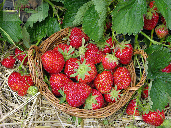 Nahaufnahme von Erdbeeren im Korb