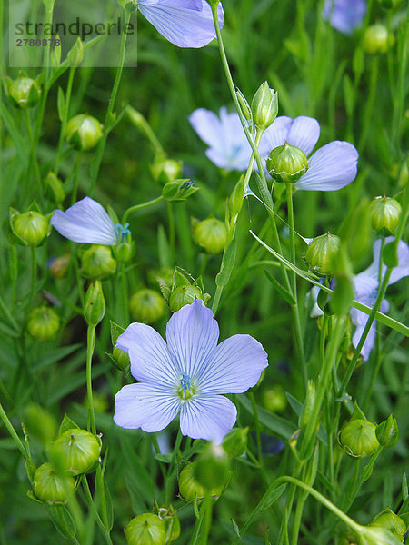 Lein (Linum Usitatissimum) Blumen blühen im Feld