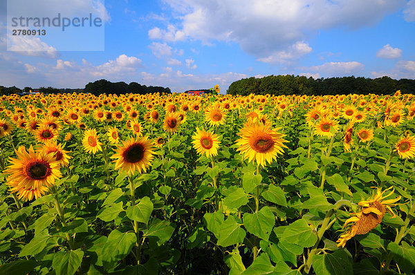 Sonnenblumen (Helianthus Annus) in Feld blüht