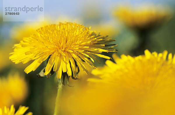 Nahaufnahme der Blumen blühen  Schleswig-Holstein  Deutschland