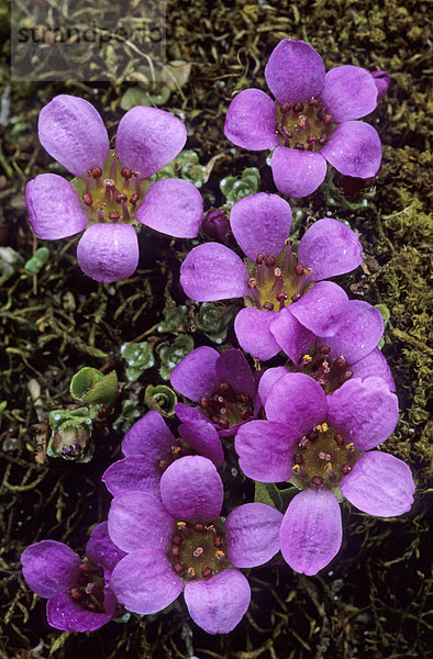 Nahaufnahme der blühenden Blumen lila Steinbrech (Saxifraga Oppositifolia)  Hohen Tauern  Österreich