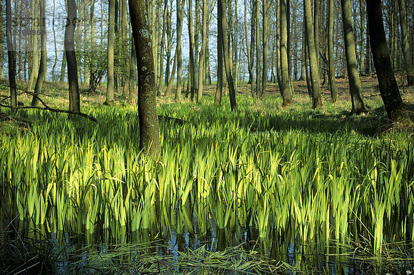 Bäume in Feuchtgebieten  Schleswig-Holstein  Deutschland