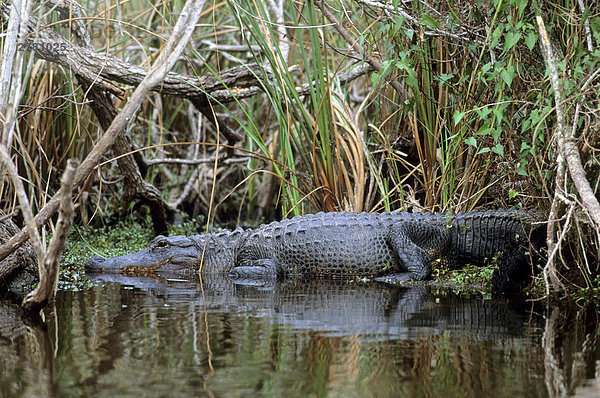 Amerikanische Alligator (Alligator Mississippiensis) in Wasser  Everglades National Park  Florida  USA
