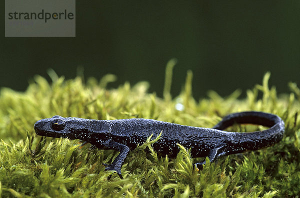 Nahaufnahme der warzige Newt (Triturus Cristatus) im Feld  Schleswig-Holstein  Deutschland