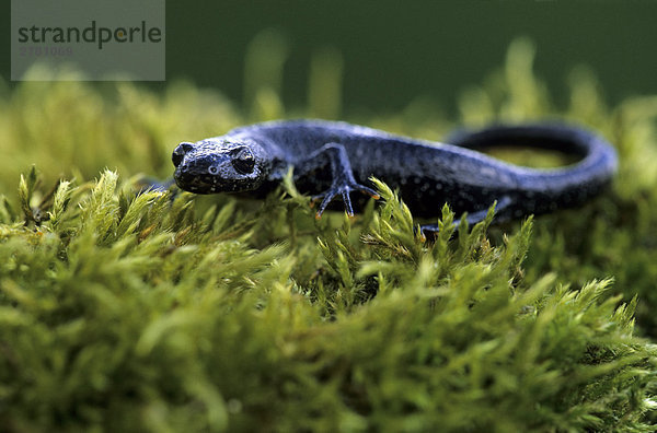 Nahaufnahme der warzige Newt (Triturus Cristatus) im Feld  Schleswig-Holstein  Deutschland