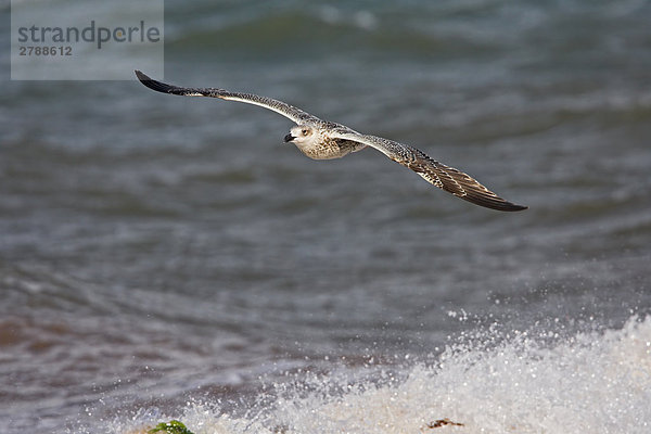 Nahaufnahme of Great Black-backed Gull (Larus Marinus) überfliegen shore
