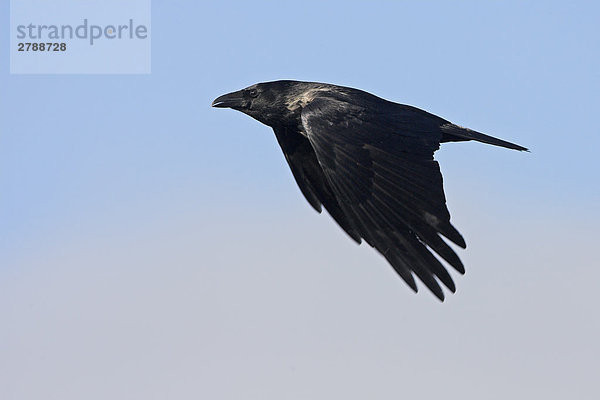Nahaufnahme der Nebelkrähe (Corvus Cornix) im Flug