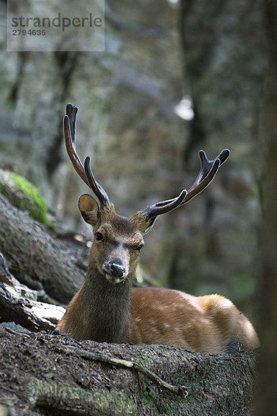 Buck schaut in die Kamera