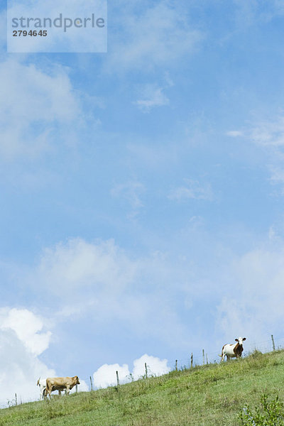Kühe auf einem Hügel unter wolkenblauem Himmel