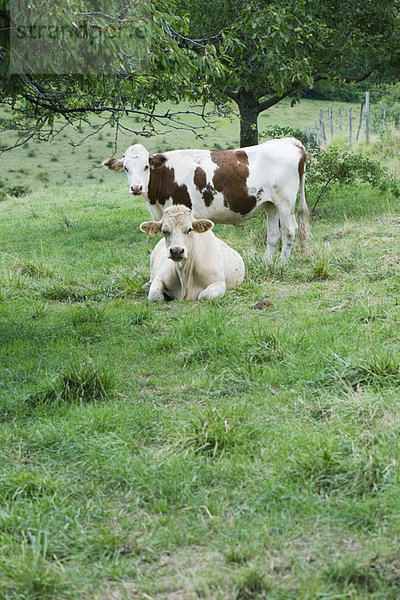 Kühe auf einem Feld