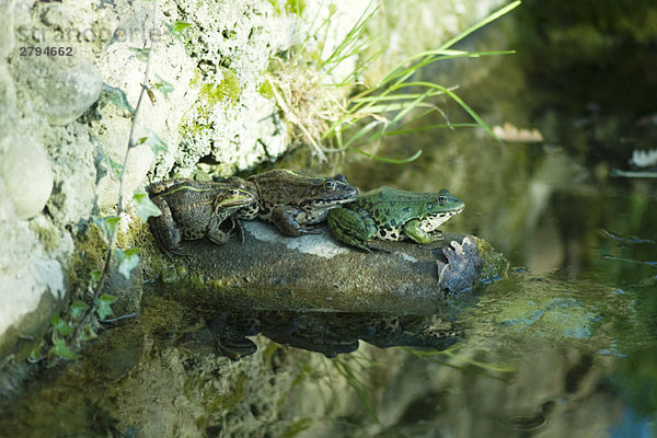 Natterjack-Kröten auf Felsen am Teich sitzend
