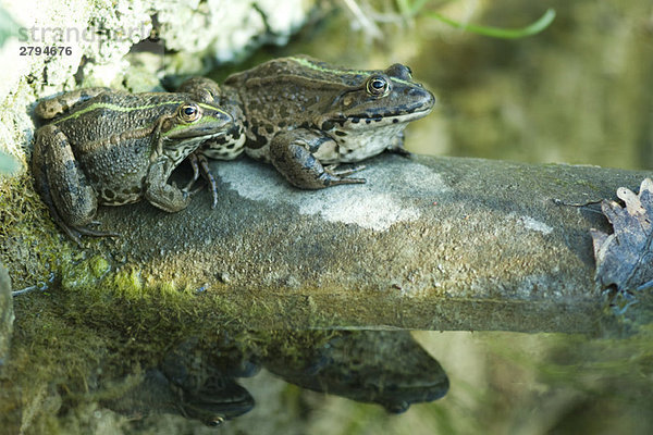 Natterjack-Kröten auf Felsen sitzend  Spiegelungen im Wasser