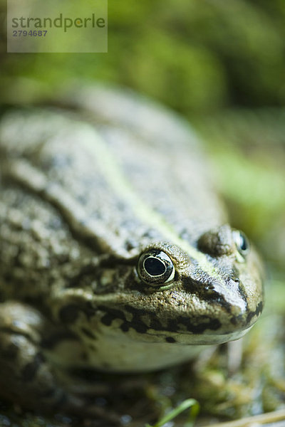 Natterjack-Kröte  Nahaufnahme