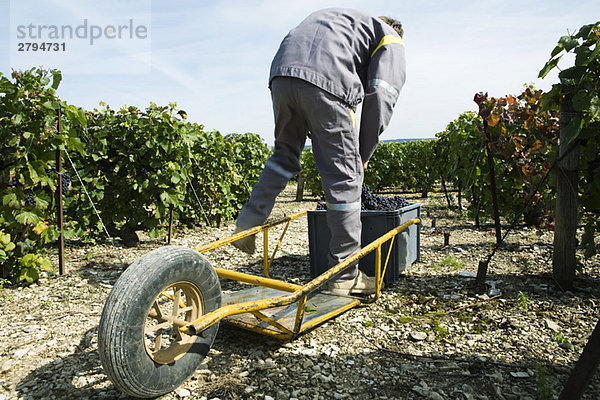 Frankreich  Champagne-Ardenne  Aube  Weinbergarbeiter beim Einsetzen der Trauben in den Kunststoffbehälter  Schubkarre im Vordergrund