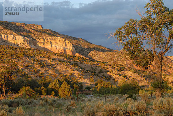 Bäume und Büsche in Wüste  New Mexico  USA