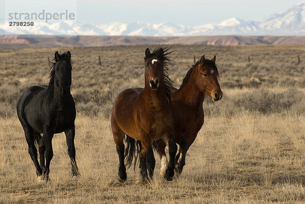 Drei Pferde ausführen im Feld  McCullough Gipfeln  Wyoming  USA