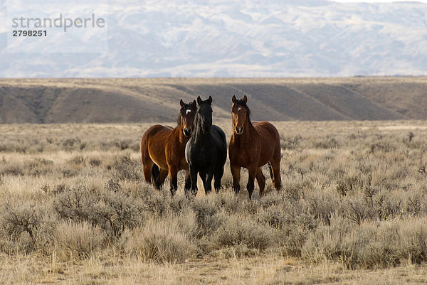 Mustang Pferde im Feld  Wyoming  USA