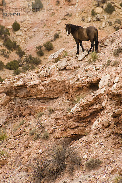 Mustang (Equus Ferus przewalskii) stehend auf Berg  Mt Pryor  Wyoming  USA