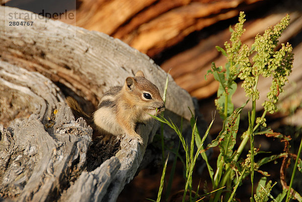 Nahaufnahme der Eichhörnchen sitzen auf Holzscheit  Rocky Mountain National Park  Colorado  USA