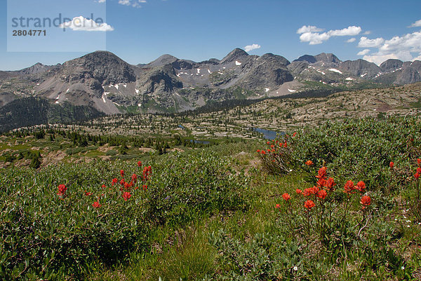 Wilde Blumen blühen im Feld  Weminuche Wilderniss  Colorado  USA