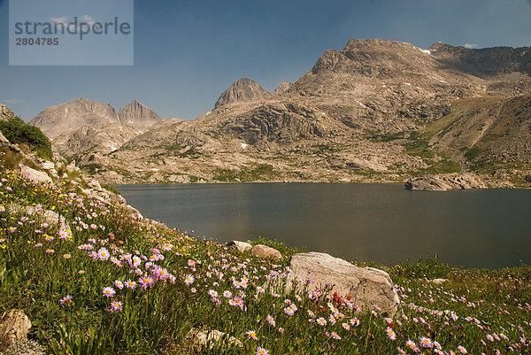 Wilde Blumen blühen im Feld in der Nähe von Lake  Wind River Range  Wyoming  USA