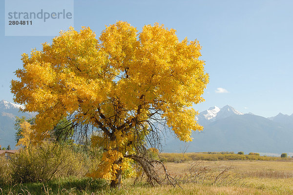 Baum im Feld mit Gebirge im Hintergrund  National Bison Range  Montana  USA