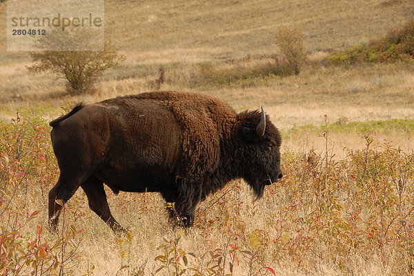 Amerikanischer Bison Standing im Feld  National Bison Range  Montana  USA