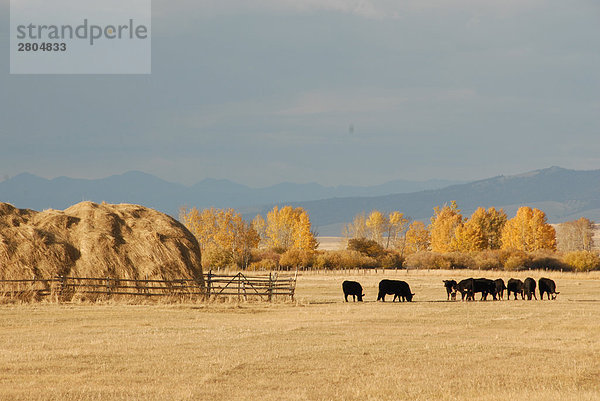 Heap Stroh Ernte und Rinder in Feld  Big Hole Valley  Montana  USA