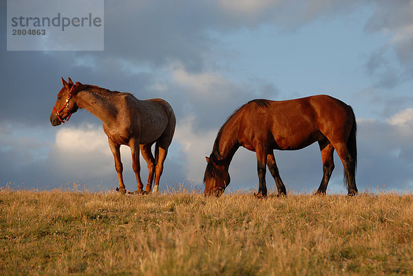 Zwei Mustang (Equus Ferus przewalskii) Pferde im Feld  Colorado  USA