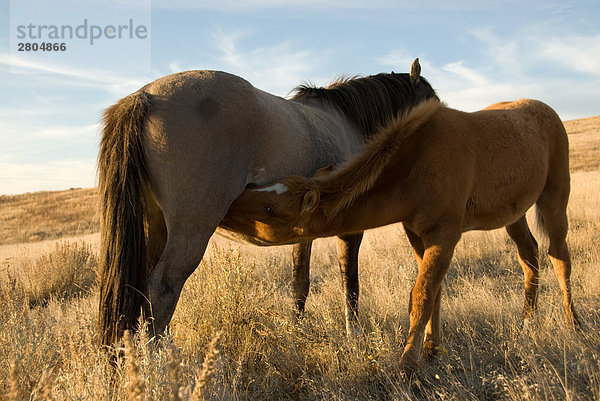 Spanish Mustang Mare Suckling Fohlen in Feld  Wyoming  USA