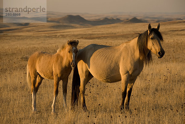 Spanish Mustang Mare Standing mit seiner Fohlen in Feld  Wyoming  USA