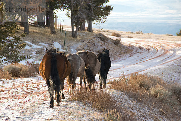 Mustang (Equus Ferus przewalskii) Pferde gehen auf schneebedeckten Straßen  Mt Pryor  Wyoming  USA
